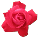 Rose Cerise icon